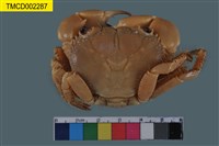 藏品(光手酋婦蟹)的圖片